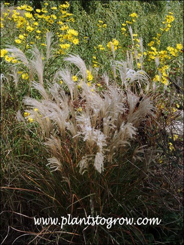 late summer, early fall